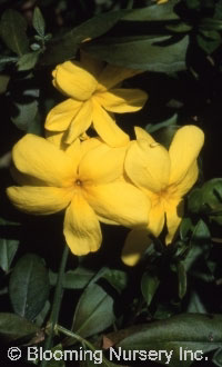 Jasminum humile                                   