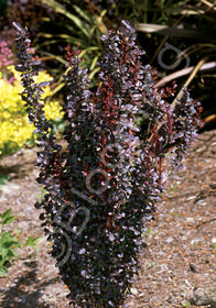 Berberis thunbergii 'Helmond Pillar'