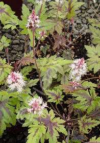 Tiarella 'Sugar and Spice'