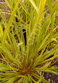 Libertia ixioides Goldfinger ('NNGF2')