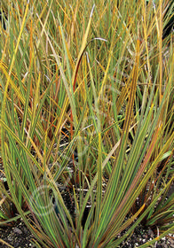 Libertia ixioides 'Taupo Blaze'