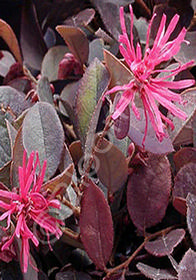 Loropetalum chinensis var. rubrum 'Purple Majesty'