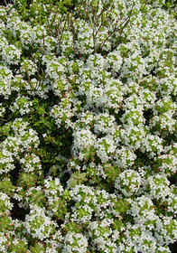 Thymus x citriodorus 'Lemon Frost'