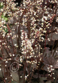 Heucherella 'Quicksilver'