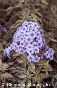 Phlox paniculata 'Darwin's Joyce'