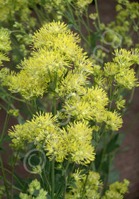 Thalictrum flavum 'Illuminator'