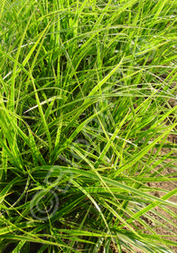 Carex muskingumensis 'Oehme'