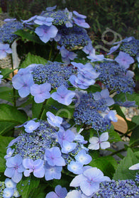 Hydrangea macrophylla 'Blue Wave'