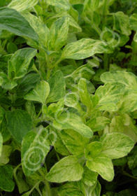 Origanum vulgare 'Variegatum'