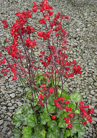 Heuchera 'Blood Red'