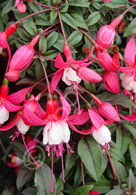 Fuchsia 'Alice Hoffman'