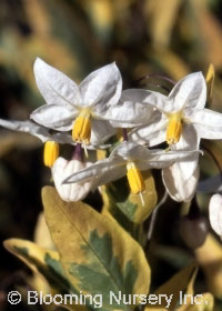 Solanum jasminoides 'Variegata'