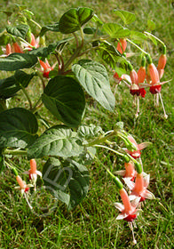 Fuchsia 'Chang'