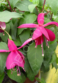 Fuchsia x 'Delta's Groom'
