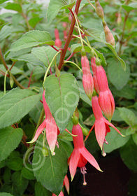 Fuchsia  'Prince of Orange'