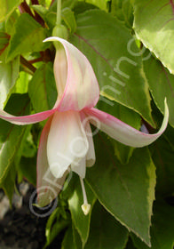 Fuchsia 'Wessex Belle'