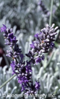 Lavandula x chaytorae 'Richard Grey'