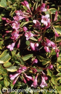 Weigela 'Sunny Princess'                          