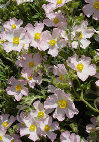 Cistus x argenteus 'Silver Pink'