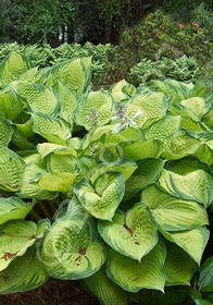 Hosta 'Inniswood'