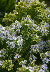 Hebe venustula 'Blue Sky'