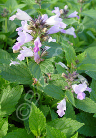 Nepeta subsessilis 'Pink Dreams'