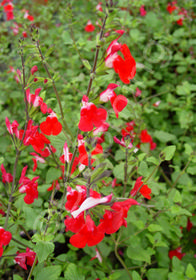 Salvia microphylla 'Hot Lips'