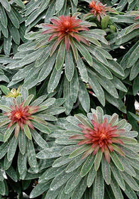 Euphorbia x martinii 'Rudolph'