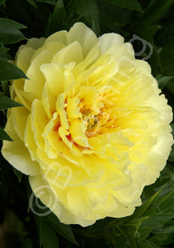 Paeonia x 'Itoh Bartzella'