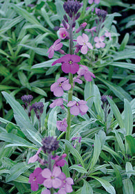 Erysimum linifolium 'Bowle's Mauve Compactum'