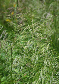 Deschampsia caespitosa 'Schottland'