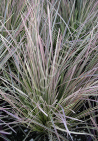 Deschampsia caespitosa 'Northern Lights'