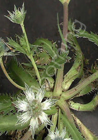 Eryngium carlinae