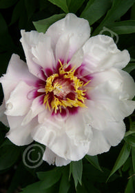 Paeonia x 'Itoh Cora Louise'