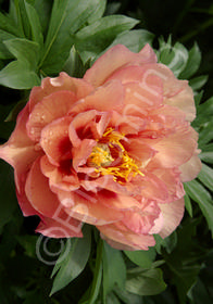 Paeonia x 'Itoh Kopper Kettle'