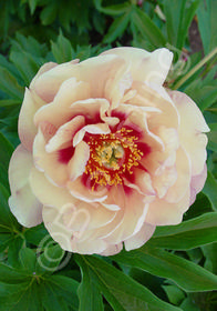 Paeonia x 'Itoh Magical Mystery Tour'