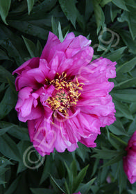 Paeonia x 'Itoh Morning Lilac'