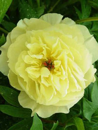 Paeonia x 'Itoh Amy Jo'