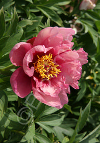 Paeonia x 'Itoh Yankee Doodle Dandy'