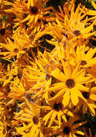 Helianthus angustifolius 'Low Down'