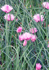 Allium schoenoprasum 'Forescate'