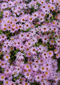 Aster oblongifolius 'Dream of Beauty' (aka Symphytotrichum)