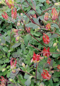 Aquilegia canadensis 'Little Lanterns'