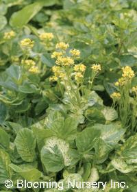 Barbarea vulgaris 'Variegata'