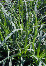 Carex flacca 'Blue Zinger'