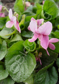 Viola odorata 'Rosina'