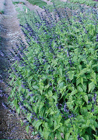 Salvia guaranitica 'Black and Blue'