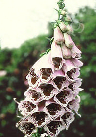 Digitalis purpurea 'Pam's Choice'