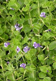 Lindernia grandiflora                   