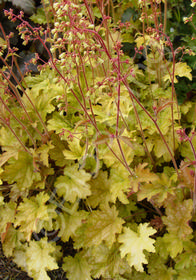 Heuchera 'Ginger Ale'